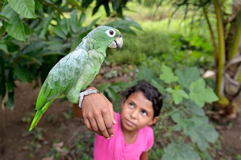 Parrots are clever because their brains evolved the same way as ours ...