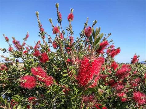 How to Grow and Care for Bottle Brush Tree (Callistemon)