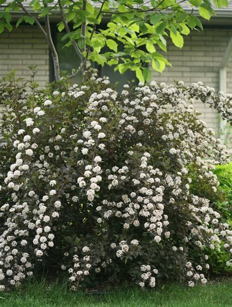 Ninebark Shrub – How to Grow & Care for Physocarpus | Garden Design