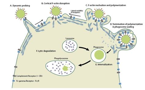 Difference Between Phagocytosis And Pinocytosis [Notes & PDF] - VIVA DIFFERENCES