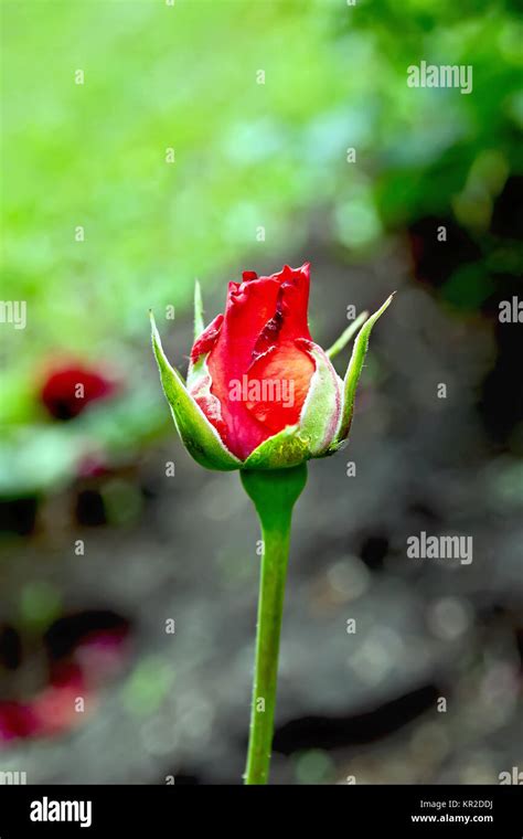 Rose the bud of red Stock Photo - Alamy