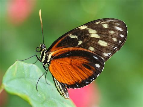 Heliconius Butterfly, Wings of the Tropics, Fairchild Trop… | Flickr