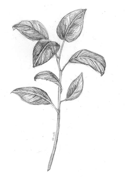 Farm Drawings — Alli Coate | Leaves sketch, Plant sketches, Leaf drawing