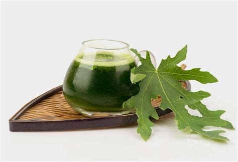 HEALTH BENEFITS OF PAPAYA LEAF JUICE - Industry Global News24