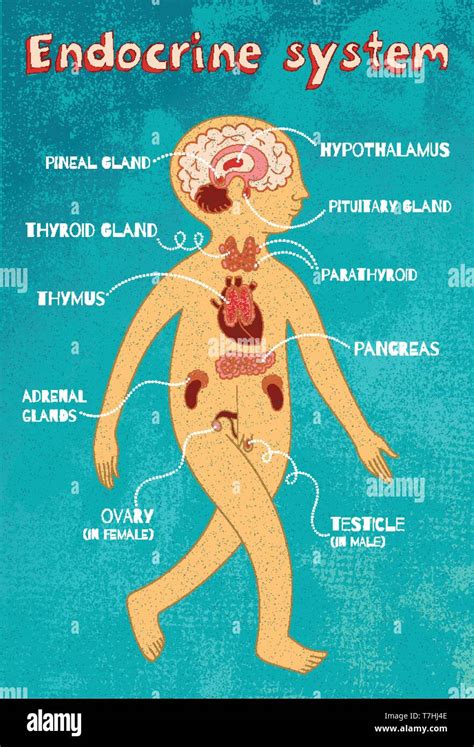 Human endocrine system for kids. Vector color cartoon illustration. Human anatomy scheme Stock ...