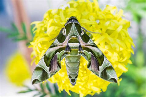 20 Moth Species More Beautiful Than Butterflies