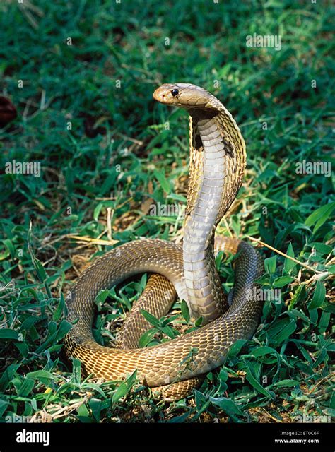 Indian cobra venomous snake reptile hi-res stock photography and images ...