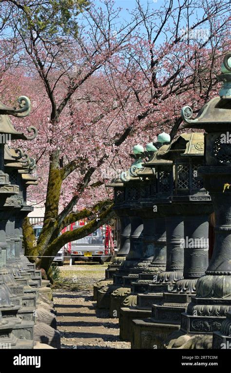 The cherry blossom season in Ueno Park is extremely popular with locals ...