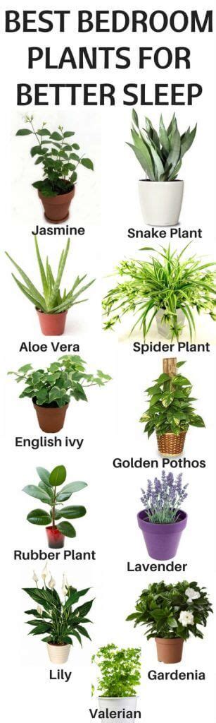 Best Plants To Keep In Your Bedroom To Help You Sleep - Home Gardeners