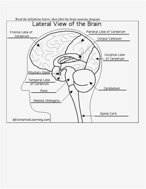 Label The Brain Anatomy Diagram Answers - Hanenhuusholli