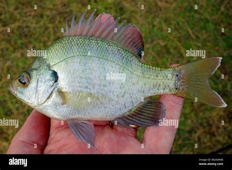 A Bluegill Fish or bream, brim or copper nose Stock Photo - Alamy