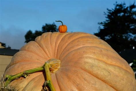 Illinois Man Has Grown Biggest Pumpkin On Record In The U.S.