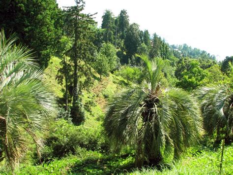 Landscape with Palm Trees of Subtropical Forest. Stock Photo - Image of beautiful, beauty: 74897564