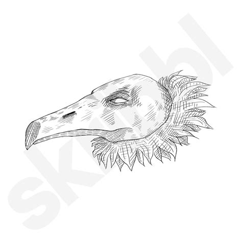 'Vulture' Illustration | Animal Heads