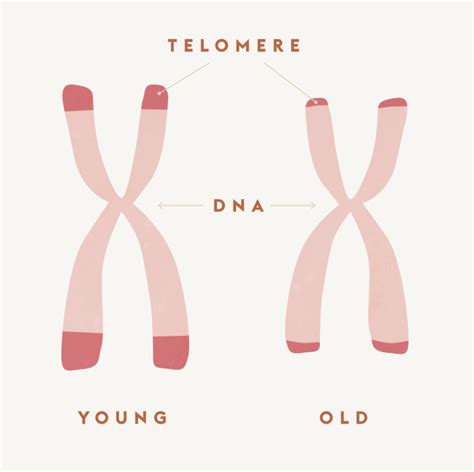 How to Lengthen Telomeres and Delay Telomere Shortening | Telomeres, Dna, Dna genetics