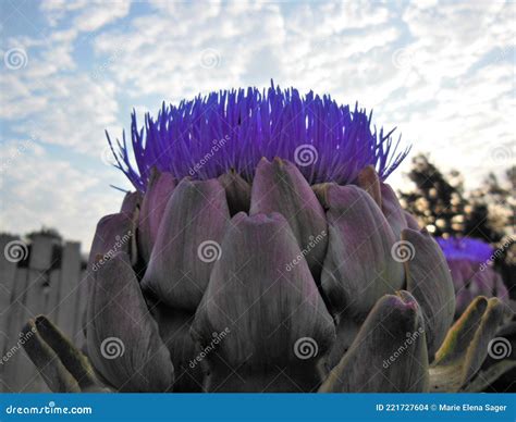 Artichoke Going to Seed stock photo. Image of vegetables - 221727604