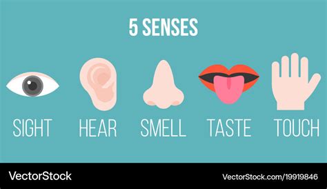 Five senses icon flat design with name Royalty Free Vector