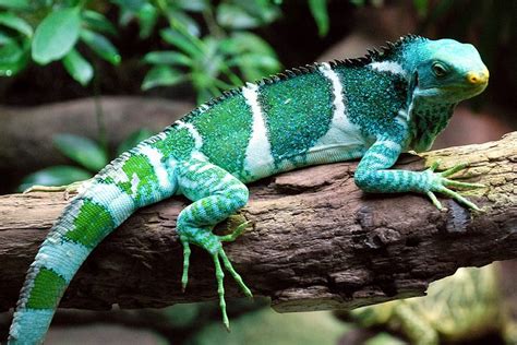 Fiji Crested Iguana | NatureRules1 Wiki | Fandom