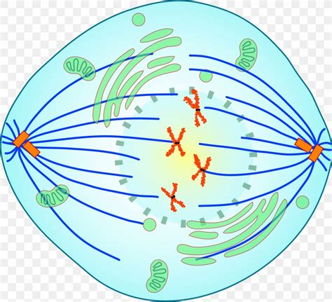 Prometaphase Mitosis Spindle Apparatus Meiosis, PNG, 2000x1823px, Prometaphase, Anaphase, Aqua ...