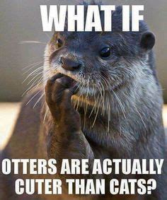 28 Otter Memes ideas | otters, otter meme, animal memes