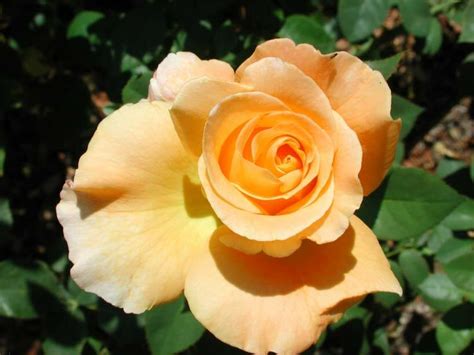 Whisky Rose - Hello Hello Plants & Garden Supplies