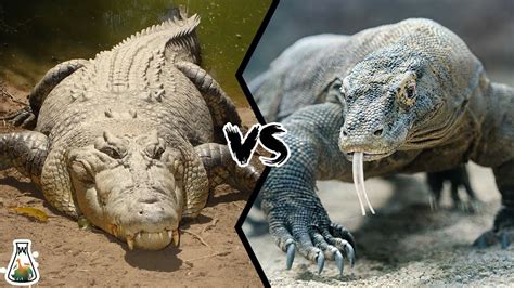 画像 komodo dragon vs t rex 628001-Komodo dragon vs t rex - Bestpixtajpcpbw