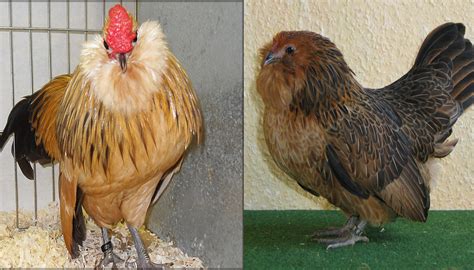 Top 10 Bantam Chicken Breeds for Beginners