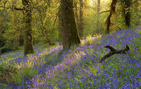 Where to see bluebells - Country Life