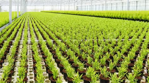 Thousands Of Uniform Small Coniferous Trees In A Glass Greenhouse Photo Background And Picture ...