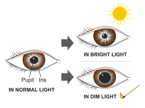 Pupil Reflex: What Is The Function Of The Pupillary Light Reflex?