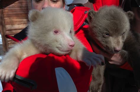 Albino bear charms Polar Zoo crowds - Norway's News in English — www.newsinenglish.no