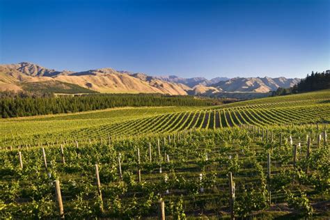 Appellation Marlborough Wine – The Real Review