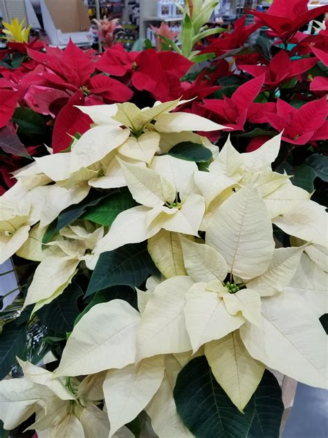 Growing and caring for poinsettia | UMN Extension