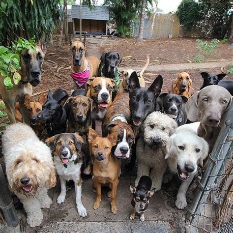 Glorious Group Photos Show The Happiest Pack Of Dogs In Town | Dogs ...