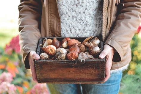 How to Plant Fall Bulbs for Spring Flowers - Sargent's Nursery