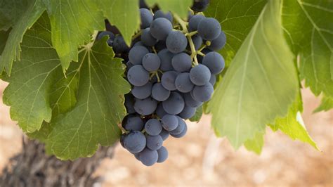 Carménère | Wine Guide | Virgin Wines