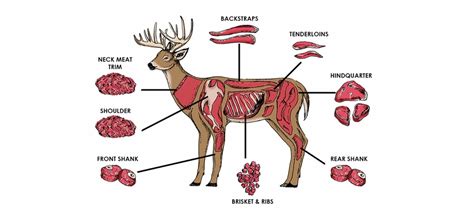 DEER MEAT BENEFITS!!! | Dannerholz Whitetails