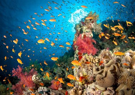 Italy's First Coral Reef Was Just Discovered on the Adriatic Coast