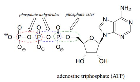 Phosphate Group