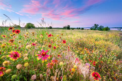 Wildflowers in Colorado - 7.233 - Extension