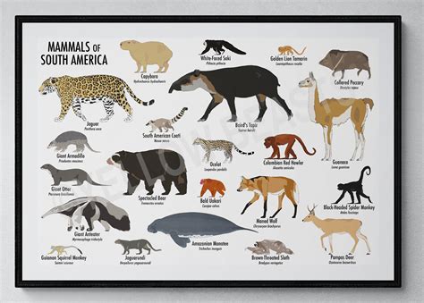 Mammals of South America Poster - Etsy