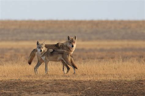 Steppe Wolf (Canis lupus campestris) – The Wolf Intelligencer