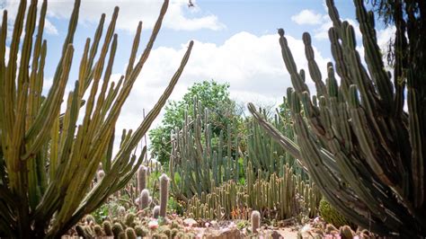 Cactus Country, Attraction, The Murray, Victoria, Australia