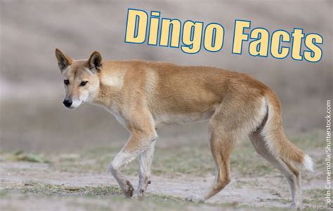 Dingo Facts, Info & Pictures: Life, Habitat, Diet, Threats & More