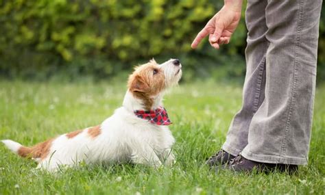 Puppy Training Tips – How to Stop Your Pup from Chewing on Everything | iWorkDogs