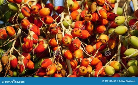 The Fruit of Roystonea Regia (Also Called Cuban Royal Palm, Florida Royal Palm) Stock Photo ...