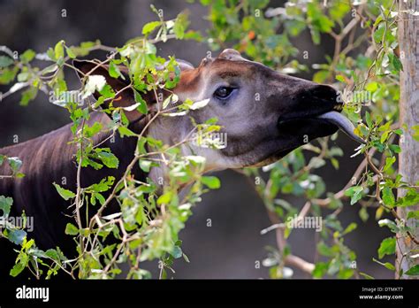 Okapi, adult feeding portrait, Africa / (Okapia johnstoni Stock Photo ...