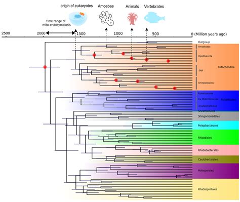 Evolution 101 Understanding Evolution, 54% OFF