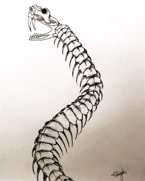 Snake Skeleton Drawing at PaintingValley.com | Explore collection of Snake Skeleton Drawing