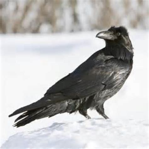 Raven In The Snow | philipdodd | Commaful